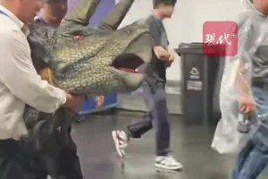 小恐龍被常州氣死了？不存在。三角龍寶寶首次表演“有些緊張”